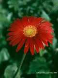 Gerbera