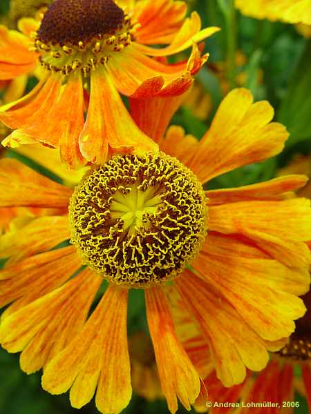 Helenium