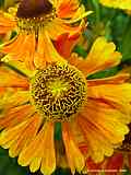 Helenium 'Sonnenbraut'