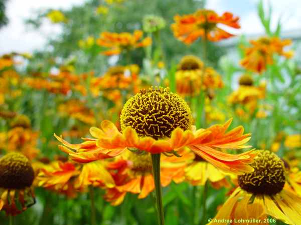 Helenium