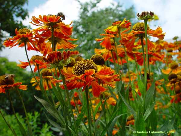 Helenium