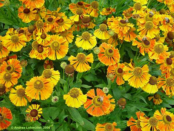 Helenium