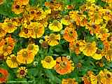 Helenium