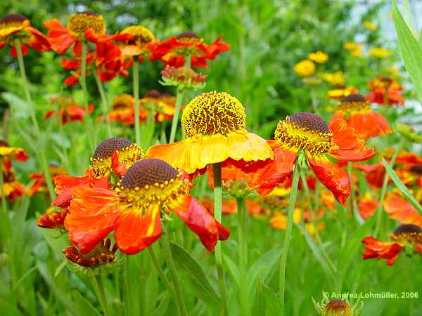 Helenium