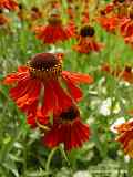 Helenium