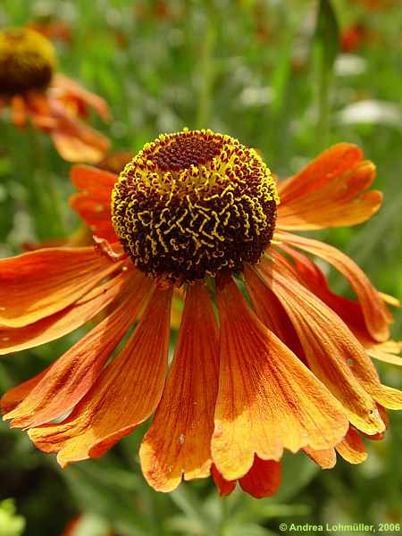 Helenium