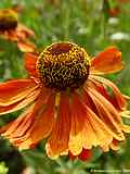 Helenium