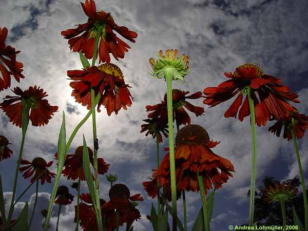 Helenium