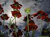 Helenium