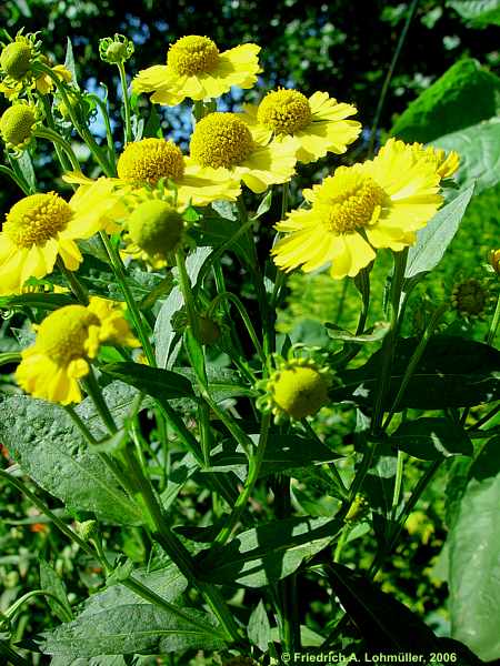 Helenium