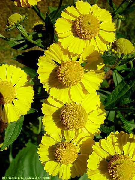 Helenium