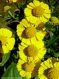 Helenium