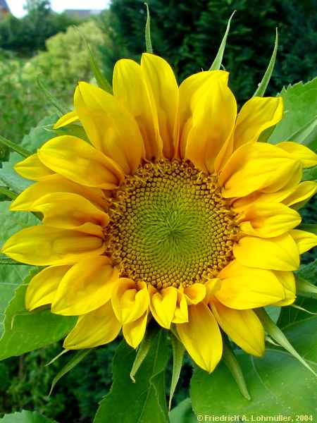 Helianthus annuus