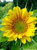 Helianthus