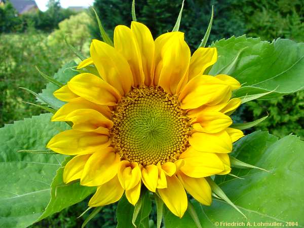 Helianthus annuus