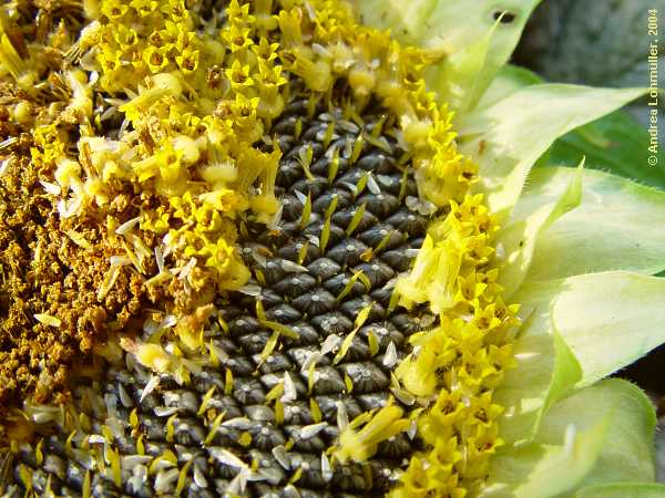 Helianthus annuus