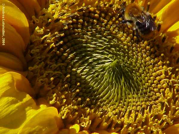 Helianthus annuus