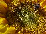 Helianthus annuus