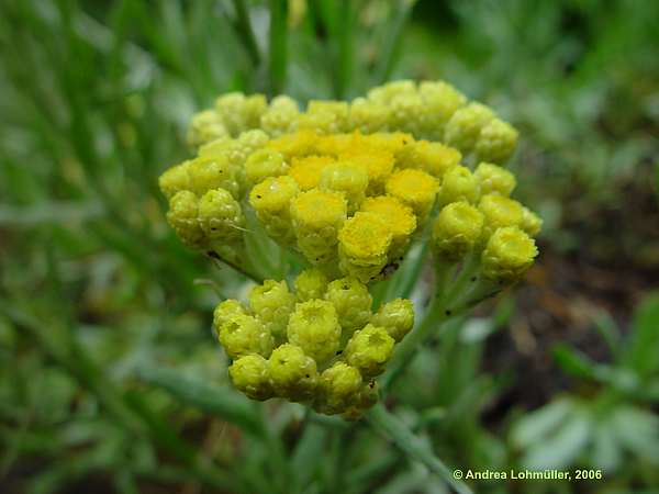 Helichrysum arenarium