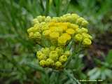 Helichrysum arenarium