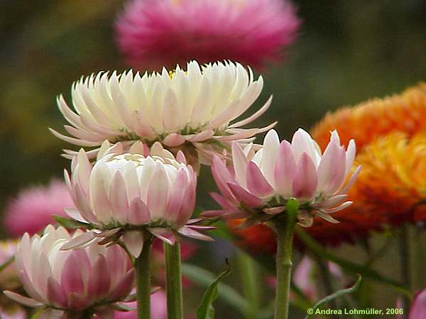 Helichrysum bracteatum