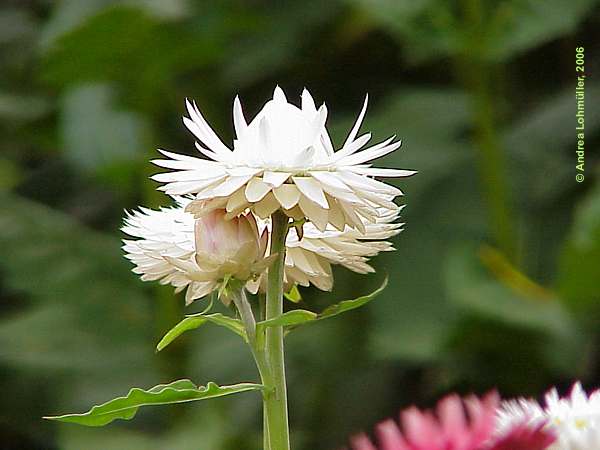 Helichrysum bracteatum