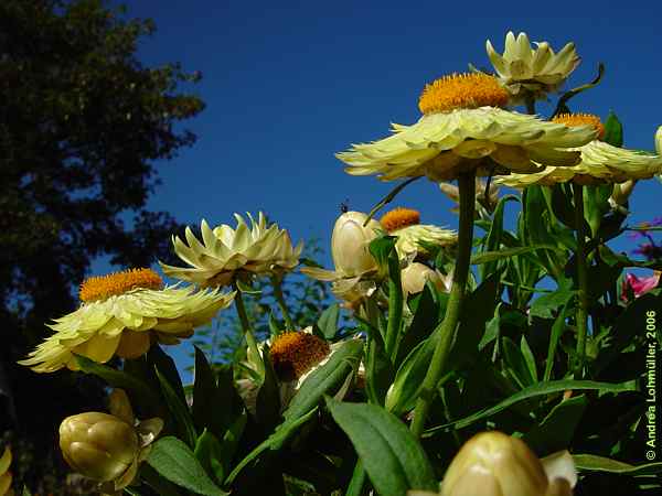 Helichrysum bracteatum