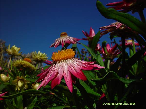 Helichrysum bracteatum