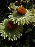 Helichrysum bracteatum