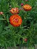 Helichrysum bracteatum