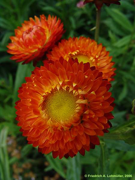 Helichrysum bracteatum