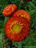 Helichrysum bracteatum