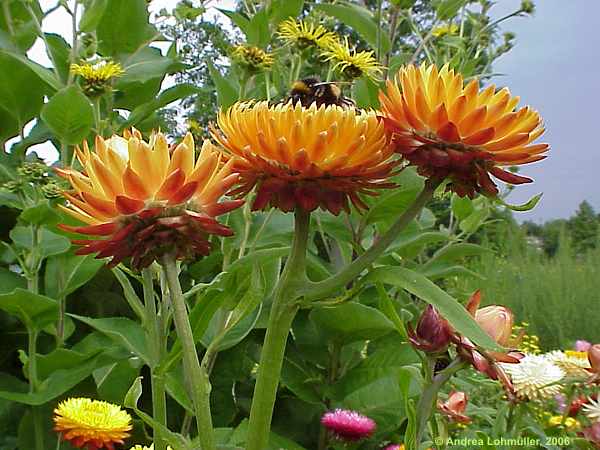 Helichrysum bracteatum