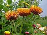 Helichrysum bracteatum