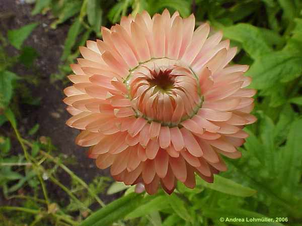 Helichrysum bracteatum