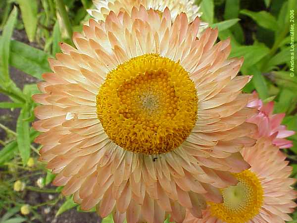 Helichrysum bracteatum