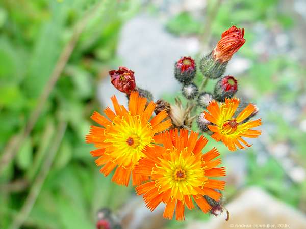 Hieracium aurantiacum, Pilosella aurantiaca