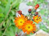 Hieracium aurantiacum = Pilosella aurantiaca