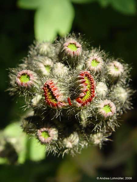 Hieracium aurantiacum, Pilosella aurantiaca