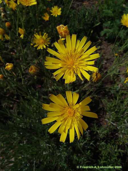 Hieracium maculatum