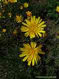 Hieracium maculatum