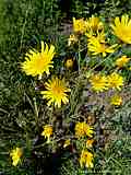 Hieracium maculatum