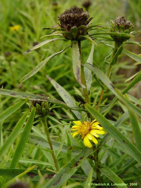 Inula ensifolia