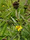 Inula ensifolia