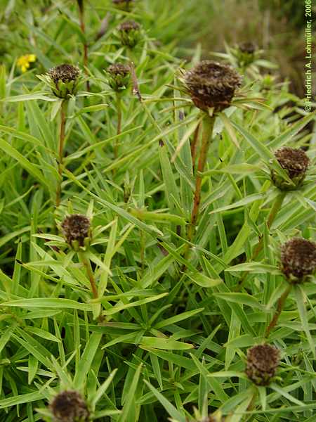 Inula ensifolia