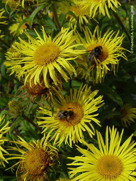 Inula montana