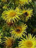 Inula