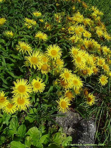 Inula montana