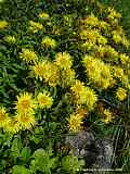 Inula montana