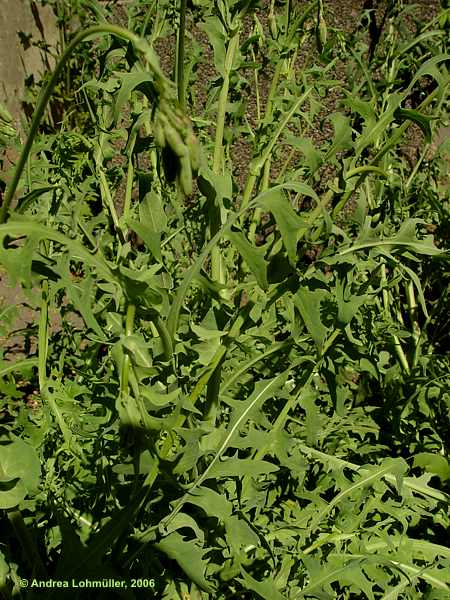 Lactuca perennis